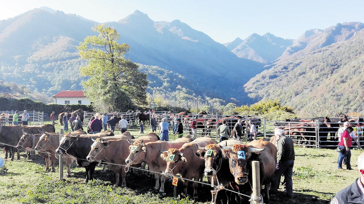 El ganado será gran protagonista de esta feria, pero no el único aliciente para visitar el Valle. | L.N.C.