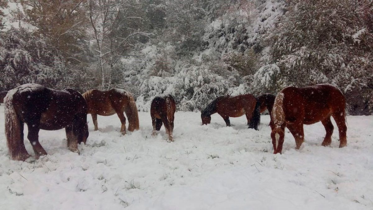 Una de las muchas estampas invernales que dejó la nieve este domingo en la provincia de León.