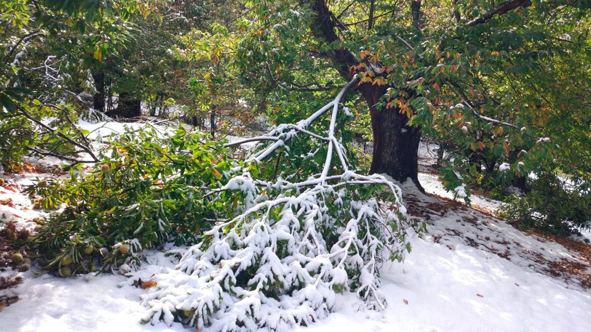 Uno de los castaños dañados por la nieve enSanta Cruz del Sil. | D.M.