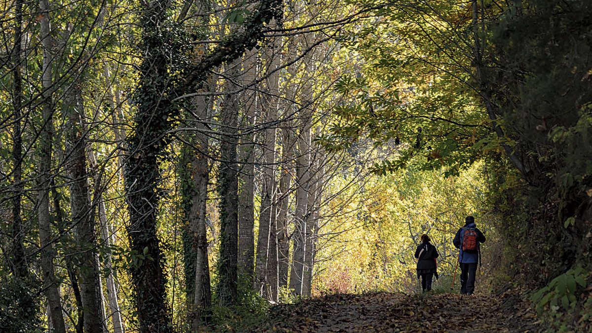 El camino entre Sobrado y Friera con la arboleda. | VICENTE GARCÍA