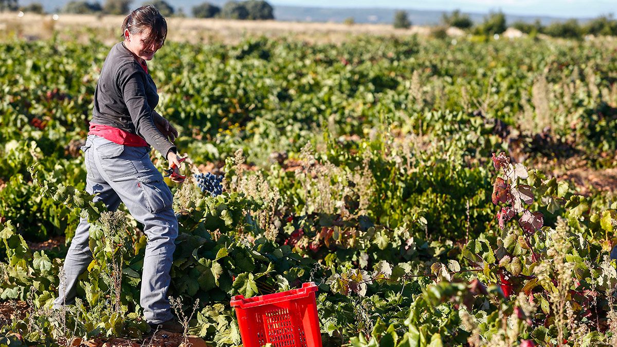 Vendimia en los viñedos de la bodega Fuentes del Silencio situada en Herreros de Jamuz. | CARLOS S. CAMPILLO (ICAL)