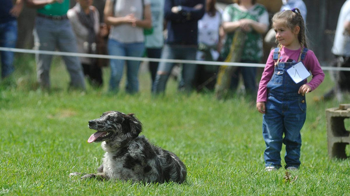 Un perro de raza carea en una imagen de archivo. | DANIEL MARTÍN