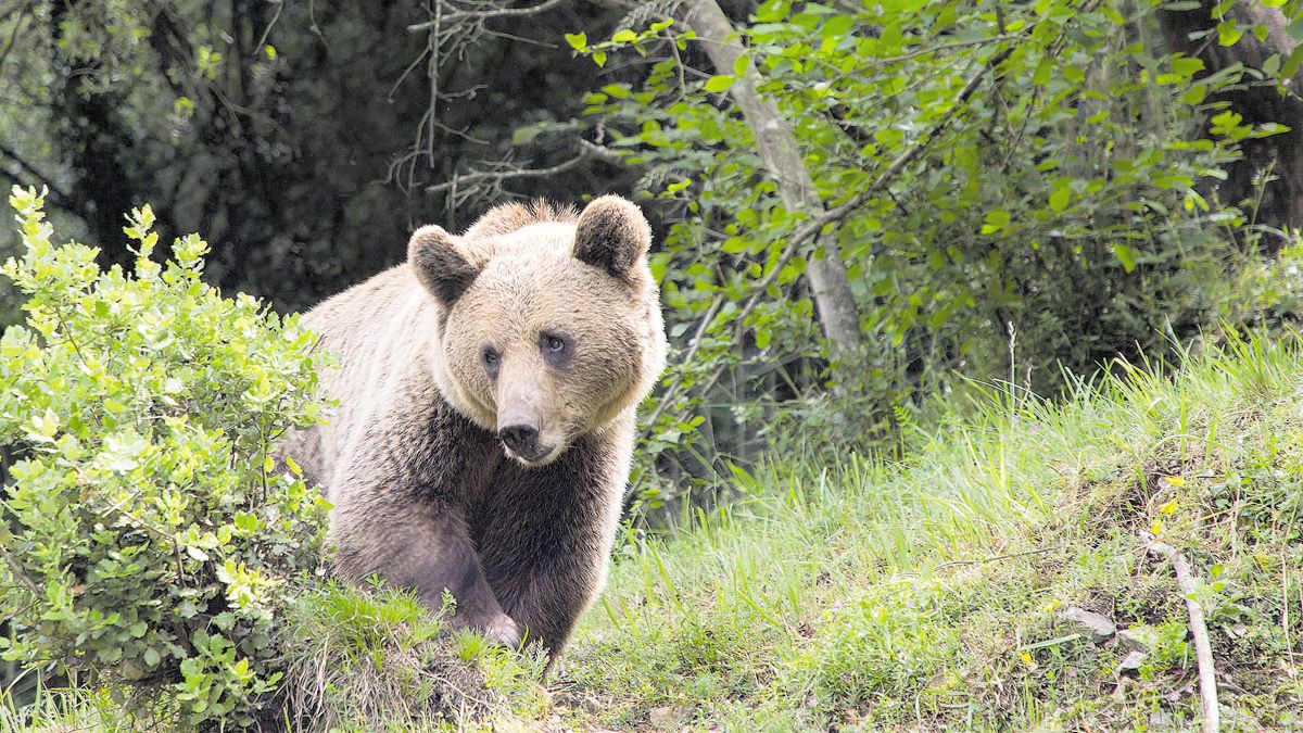 Fotografía de archivo de un ejemplar de oso pardo en la Cordillera Cantábrica. | ICAL