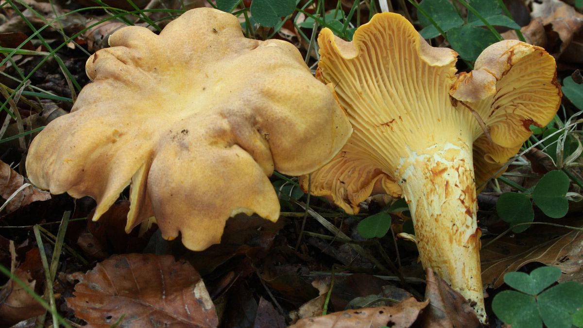 Cantharellus cibarius, una de las setas más frecuentes y que da nombre a la agrupación. | L.N.C.