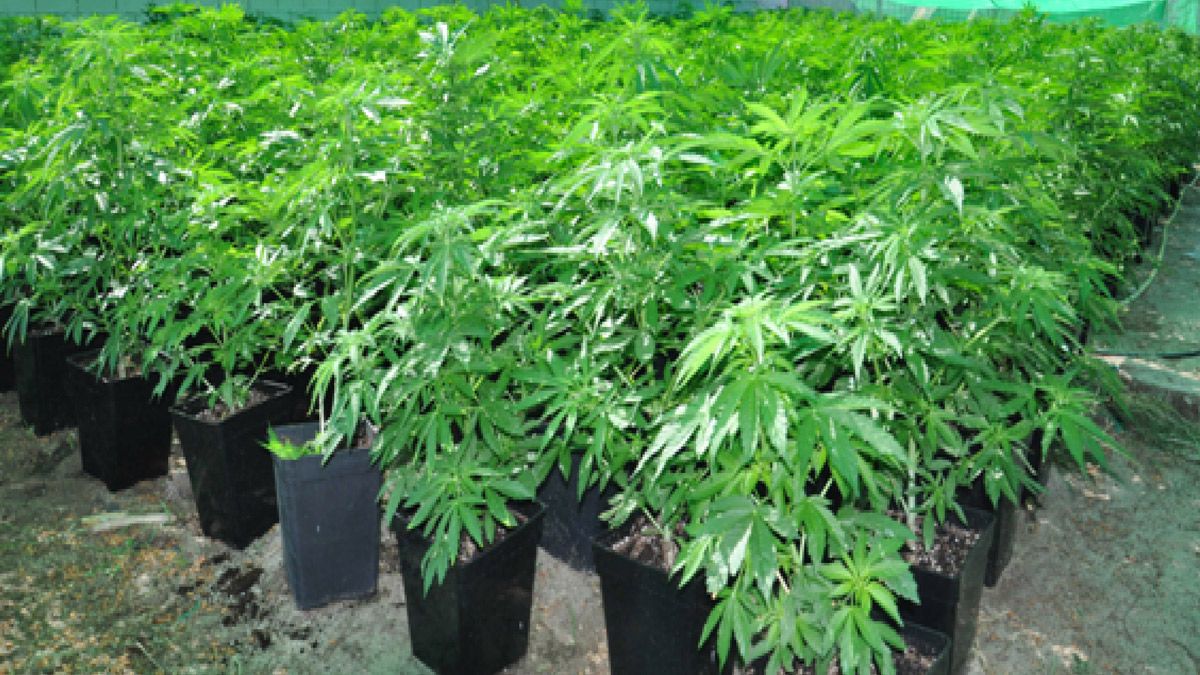 La marihuana producida tendrá aplicaciones exclusivamente terapéuticas. | L.N.C.