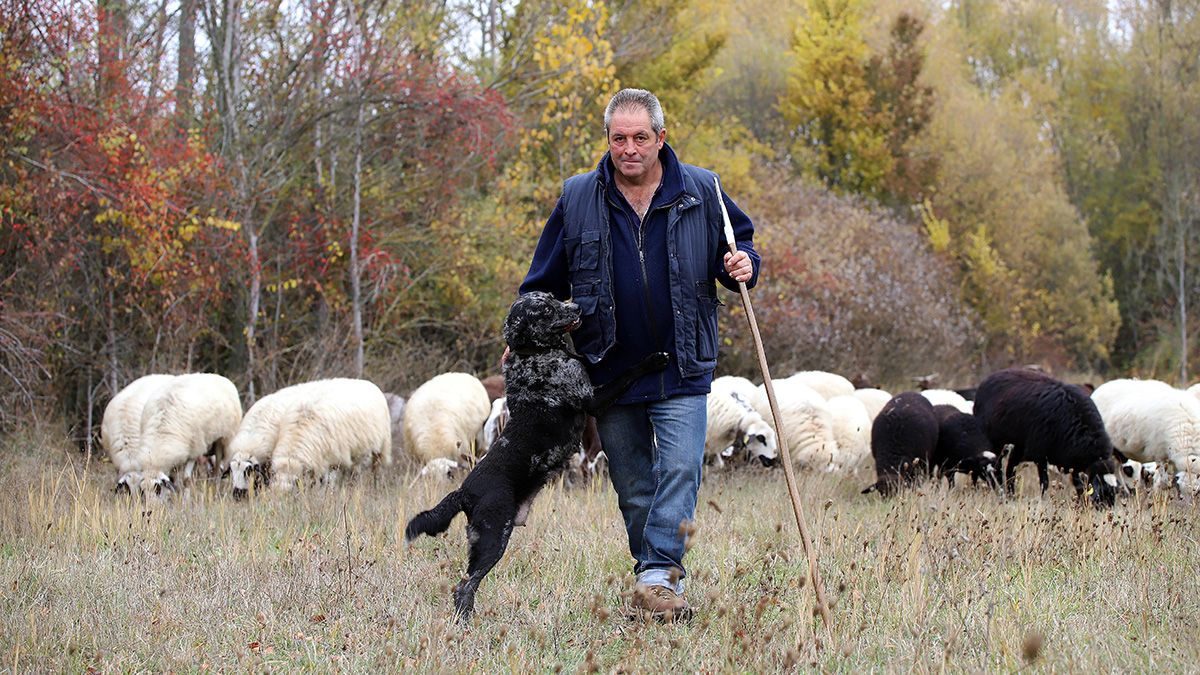 Dionisio con Mori, una ejemplar de perro leonés de pastor, junto a su rebaño de ovejas y cabras. | ICAL