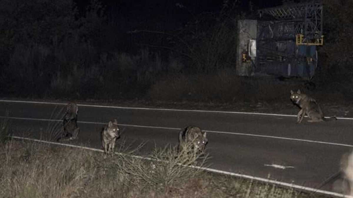 Imagen de los cinco lobos localizados en las inmediaciones de Puebla de Sanabria. | L.N.C.