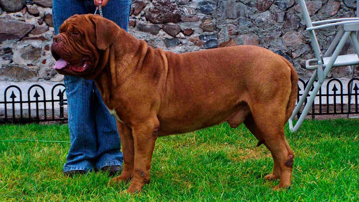 Imagen de archivo de un ejemplar de Dogo de Burdeos. | L.N.C. Imagen de archivo de un ejemplar de Dogo de Burdeos. | L.N.C.