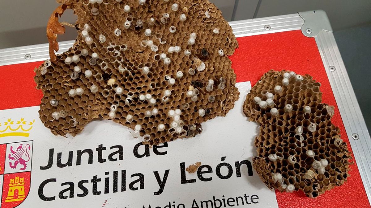 Ejemplos de nidos de avispa asiática recogidos por la Junta. | JCYL