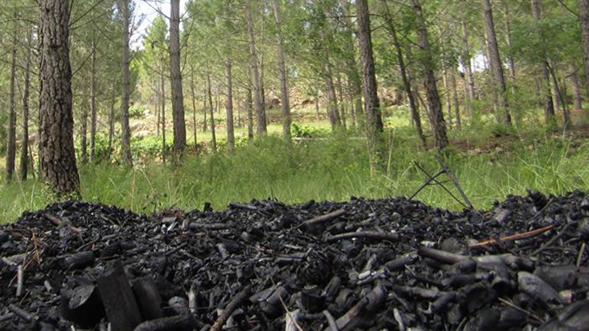 Imagen de carbón vegetal en una plantación de pinos. | C.V.
