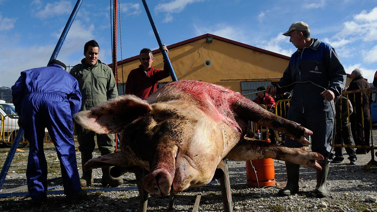 Matanza del cerdo en León. | MAURICIO PEÑA