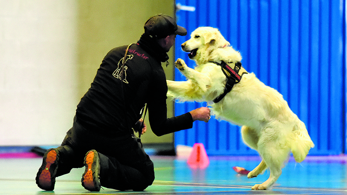 En la competición han participado las mejores 25 parejas de perros guía y detectores. | SAÚL ARÉN