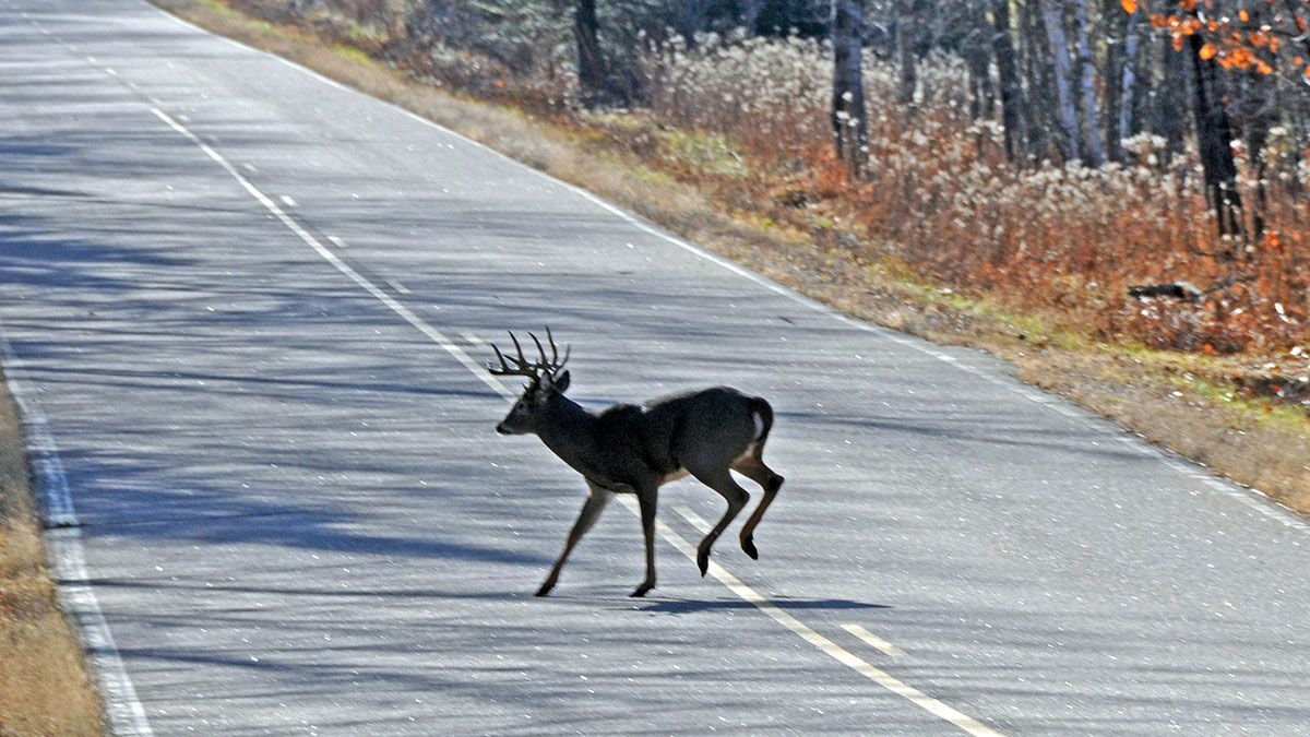 Muchos animales, sobre todo corzos y jabalíes, sorprenden habitualmente a conductores en las carreteras de la provincia. | L.N.C.