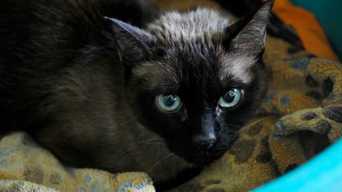 gatos-villaquilambre-10-12-18.jpg gatos-villaquilambre-10-12-18.jpg