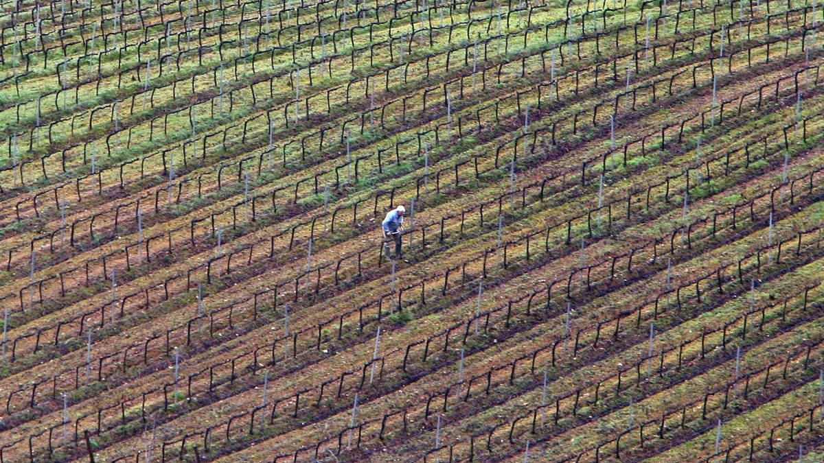 Un operario realiza labores de poda en un viñedo del Bierzo. | C.S. (ICAL) Un operario realiza labores de poda en un viñedo del Bierzo. | C.S. (ICAL)