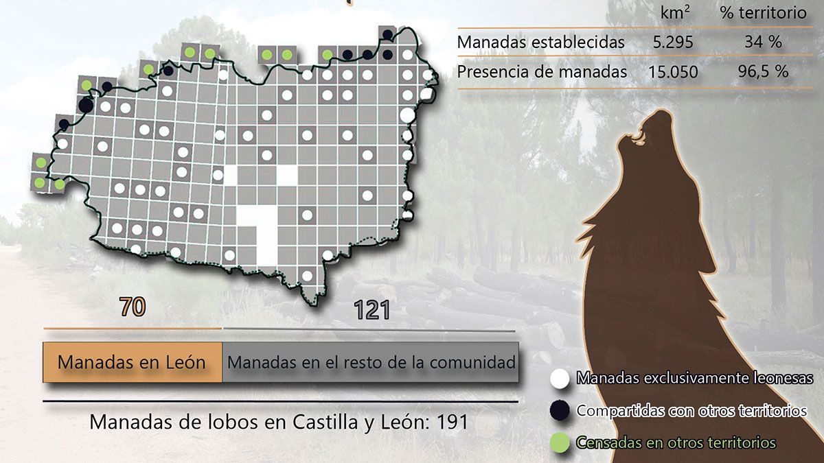 Algo más de un tercio de las manadas que se mueven por la comunidad están situadas en la provincia de León. | L.N.C.