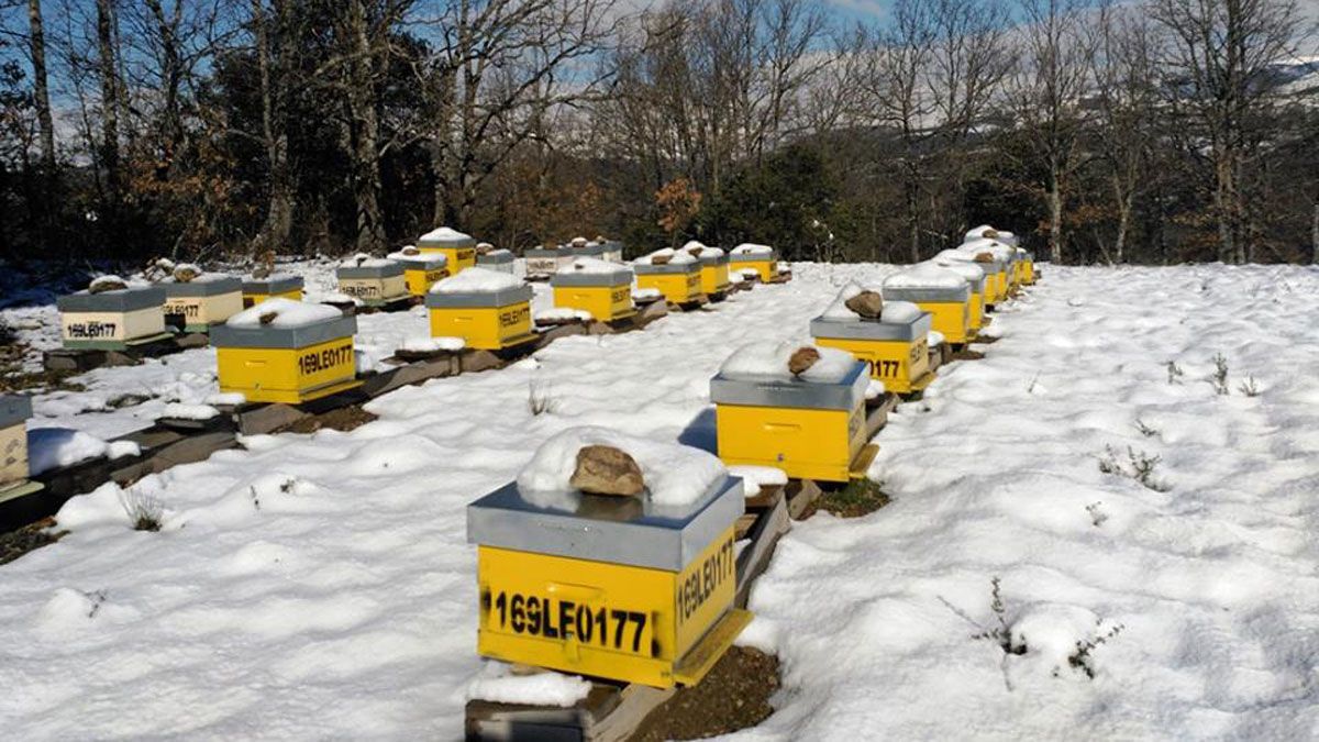 Panales de la marca berciana Salvaxe. | SALVAXE