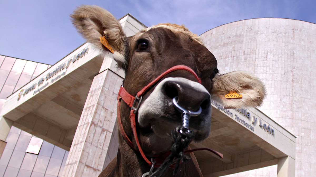Una vaca ante la sede de la Junta en una protesta en 2009 | PEIO GARCÍA (ICAL)