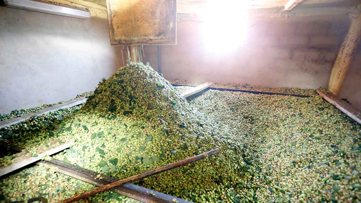 Un secadero de lúpulo de uno de los agricultores de la provincia de León. | ICAL