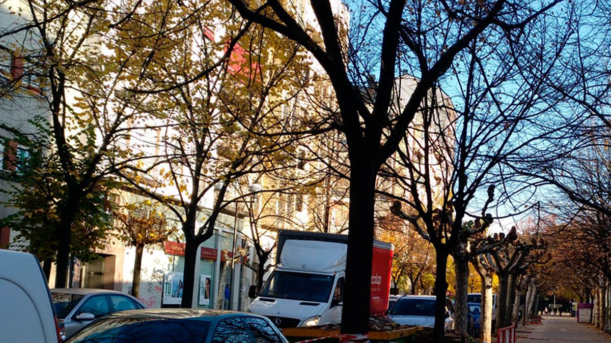 Los tilos van a lo largo de la calle y, cuando no están podados, sus ramas llegan a los pisos más bajos. | M.I.