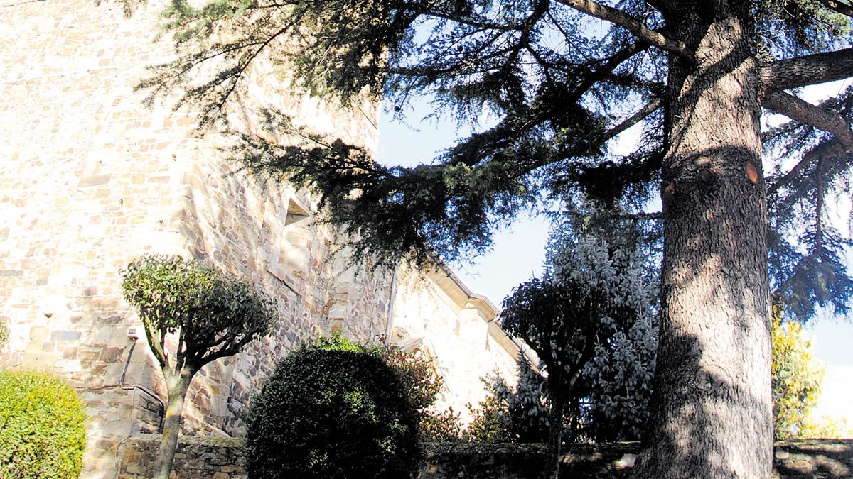 El cedro que durante décadas ha estado junto al Salvador será talado. | ABAJO