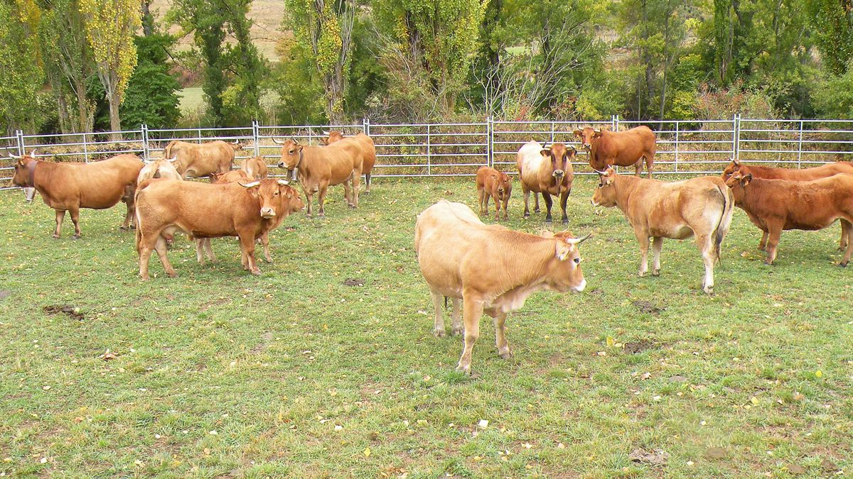 La ganadería y el sector agroalimentario centrarán la jornada. | E. NIÑO