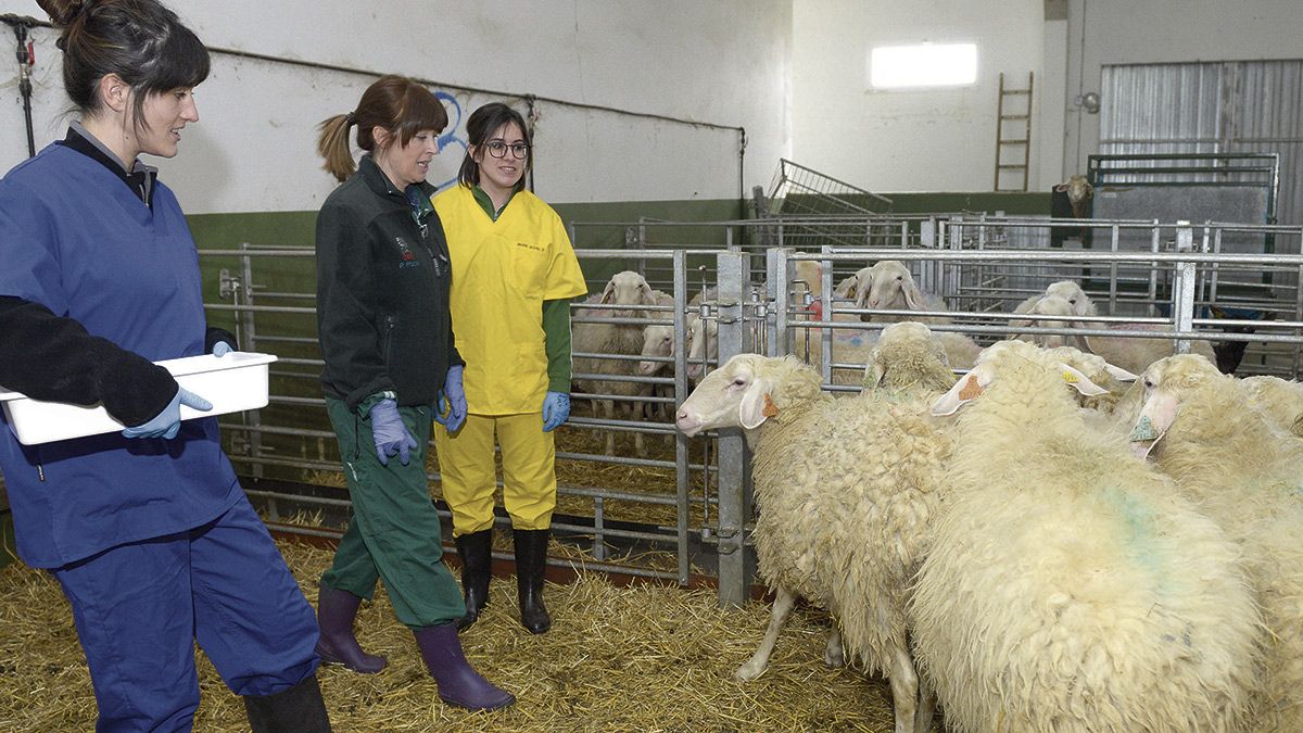 En las naves del centro cuentan con alrededor de 500 animales para trabajar en sus investigaciones. | MAURICIO PEÑA