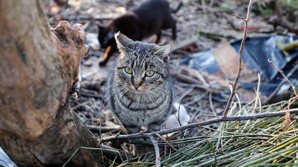 Colonia controlada de gatos en la capital leonesa. | ICAL