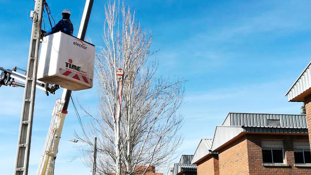 Trabajos de retirada del árbol.