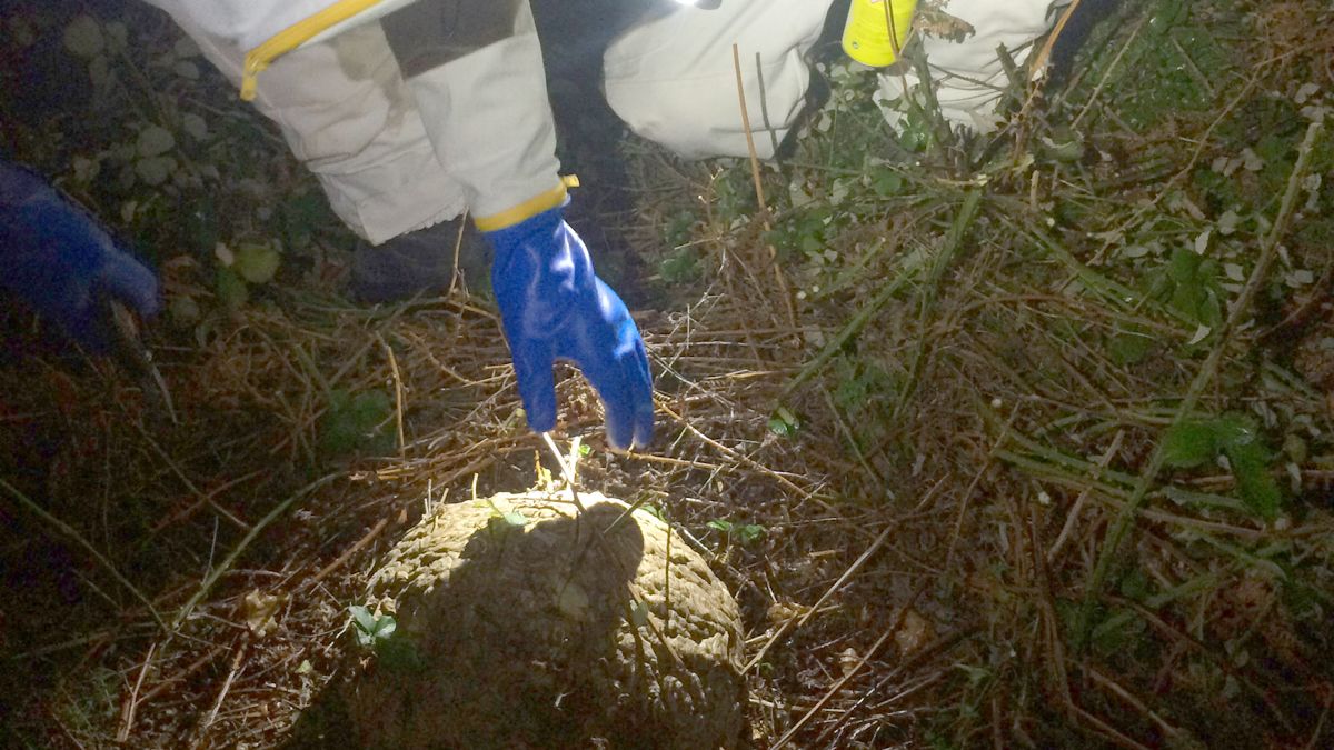 Trabajos nocturnos en la eliminación de uno de los focos de vespa velutina, en esta ocasión, en Burgos. | ICAL