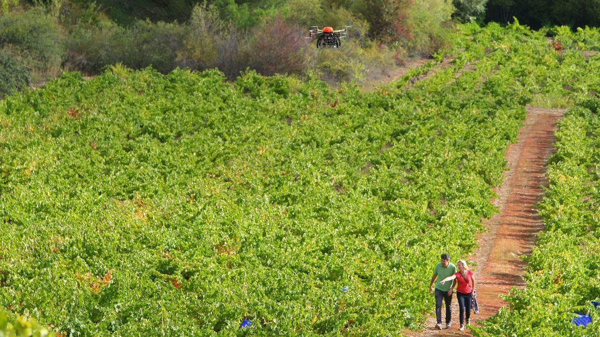 Un dron sobrevuela una viña en el Bierzo. | C.S. (ICAL)