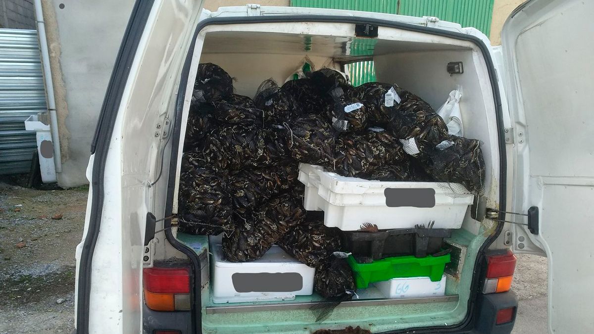 Parte de los mejillones incautados en la operación policial. Parte de los mejillones incautados en la operación policial.