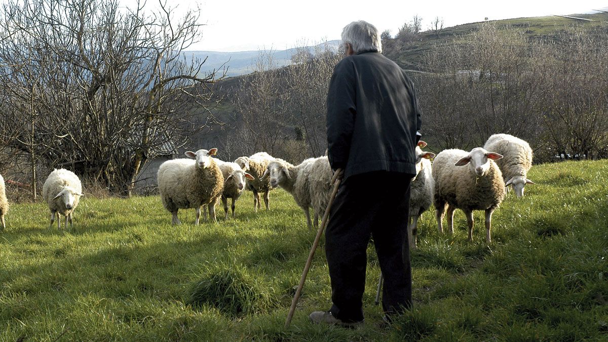 La metáfora del pastor que guía a las ovejas.
