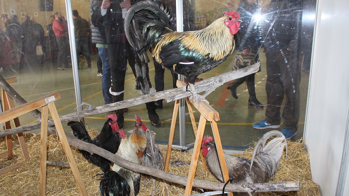 feria-gallo-9319.jpg feria-gallo-9319.jpg
