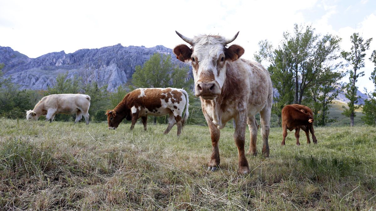 Vacas pastando en Cubillas de Arbas de una ganadería perteneciente a la Reserva de la Biosfera Alto Bernesga, que cumple 10 años. | REPORTAJE GRÁFICO: CARLOS S. CAMPILLO (ICAL)