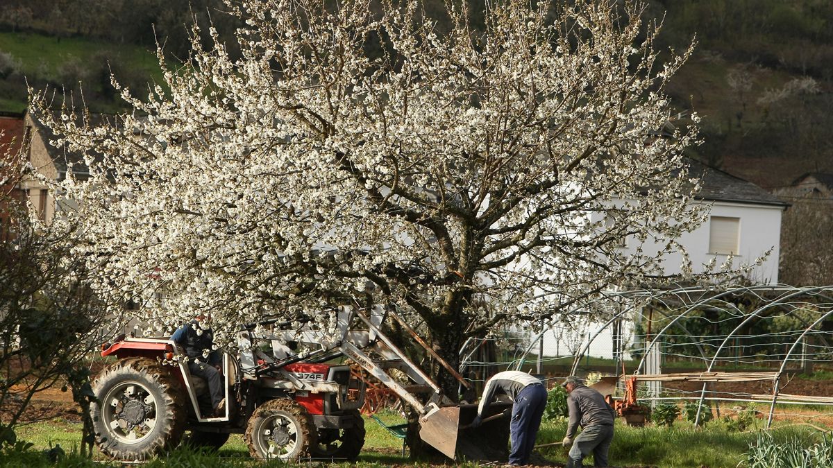 Imagen de los trabajos agrícolas en Corullón, donde la cereza se ha convertido en un símbolo y en un eje económico de futuro. | ICAL