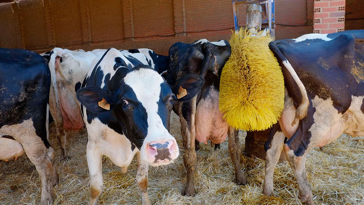 Explotación de vacuno de leche de la provincia de León. | DANIEL MARTÍN Explotación de vacuno de leche de la provincia de León. | DANIEL MARTÍN