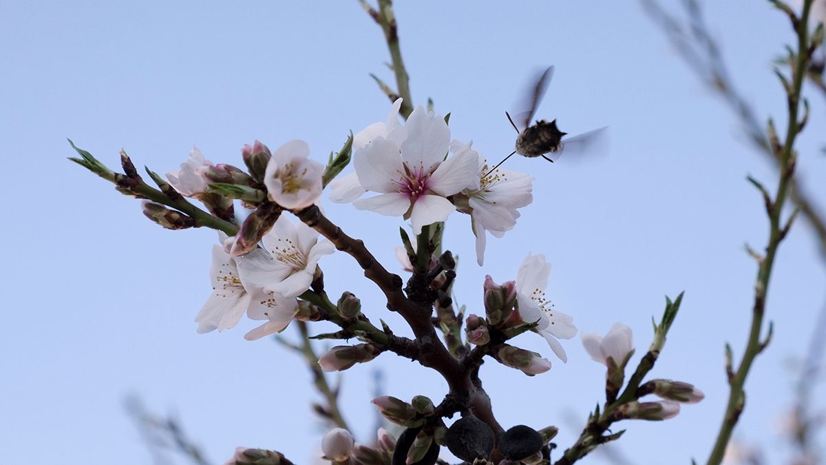 Un almendro en flor atrae a lepidópteros como la esfinge colibrí en busca del néctar. | ICAL