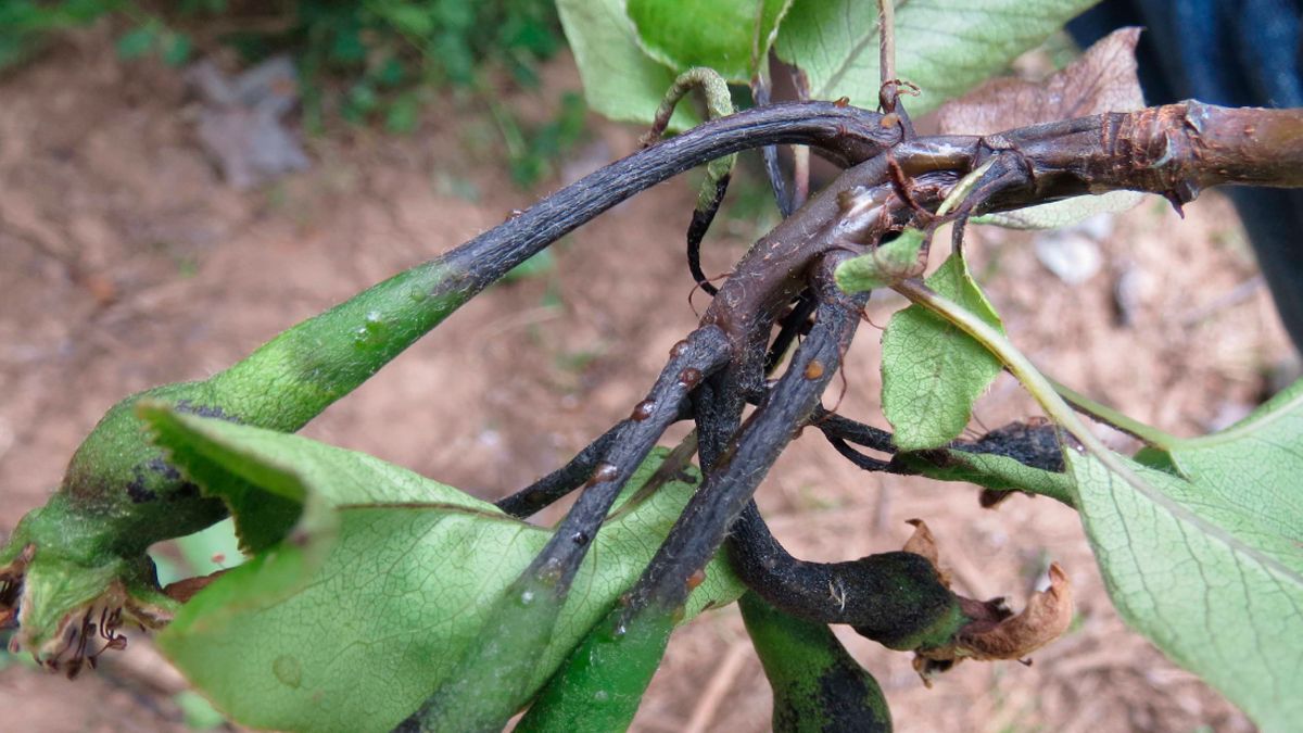 El fuego bacteriano puede matar un árbol en pocas semanas. | ESTACIÓN