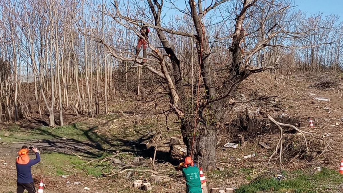 Tareas de poda y saneamiento en un árbol singular ponferradino. | L.N.C.