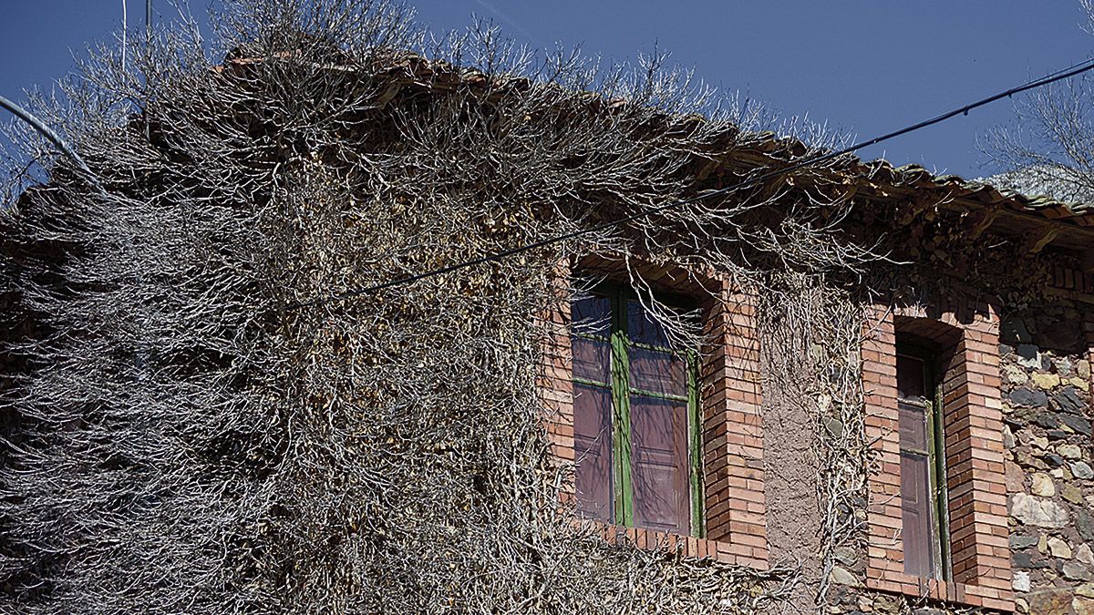 En la casa de Pepe en Rodillazo, el último vecino en abandonar el pueblo, la maleza va comiendo sus paredes poco a poco. | MAURICIO PEÑA