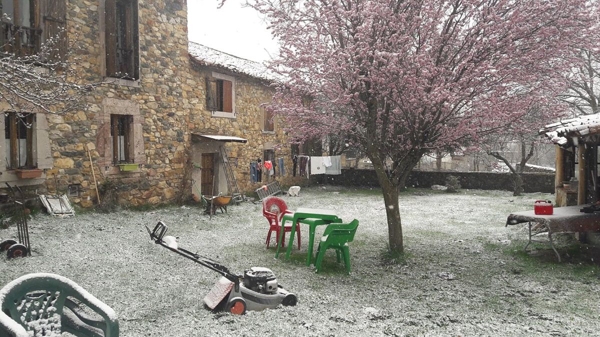 La nieve comienza a cuajar en Cármenes, donde ya están florecidos los árboles. | FULGENCIO FERNÁNDEZ