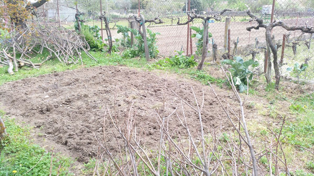 El Consejo reparte las plantas autóctonas, con un máximo por agricultor.