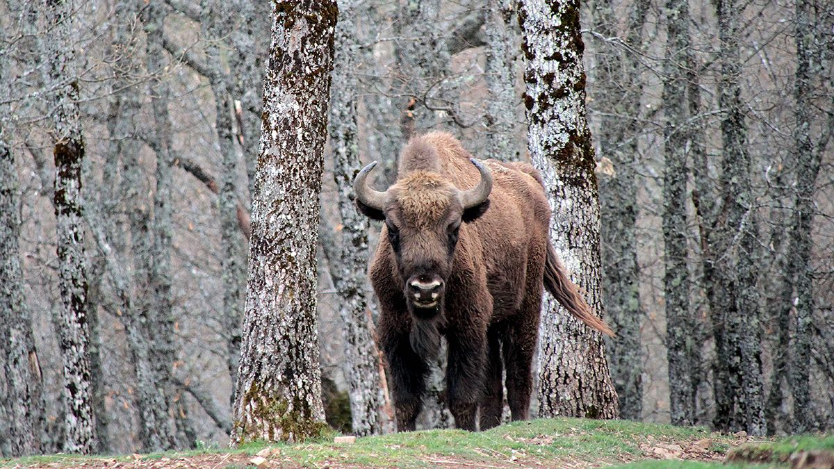 El entorno de las instalaciones está repleto de fauna salvaje. | ICAL