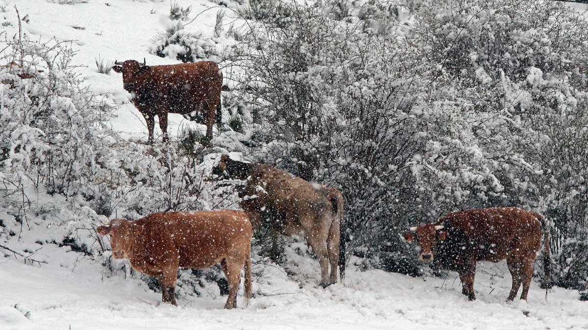 Ganado bovino entre la nieve en una imagen tomada ayer en el norte de la provincia. | ICAL