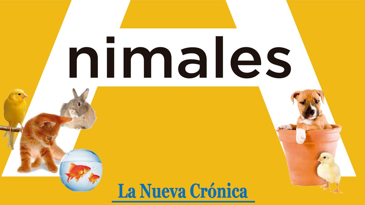 animalesespecial27-04-2019.jpg