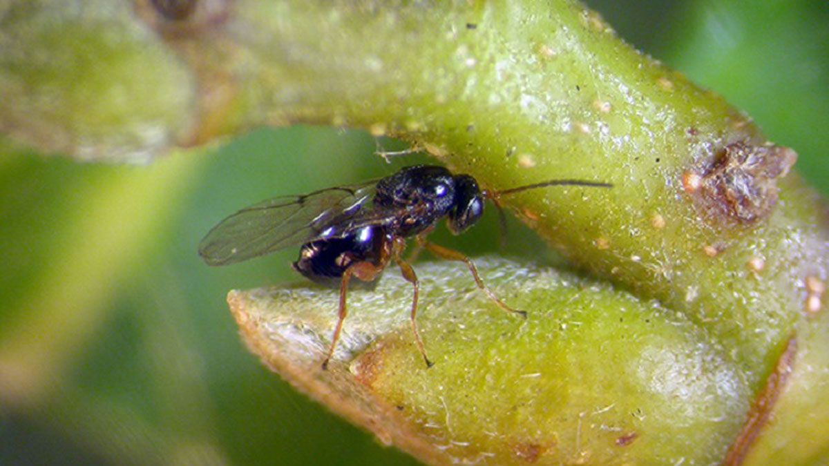 La avispilla del castaño ya se ha extendido a toda la península. | L.N.C. La avispilla del castaño ya se ha extendido a toda la península. | L.N.C.