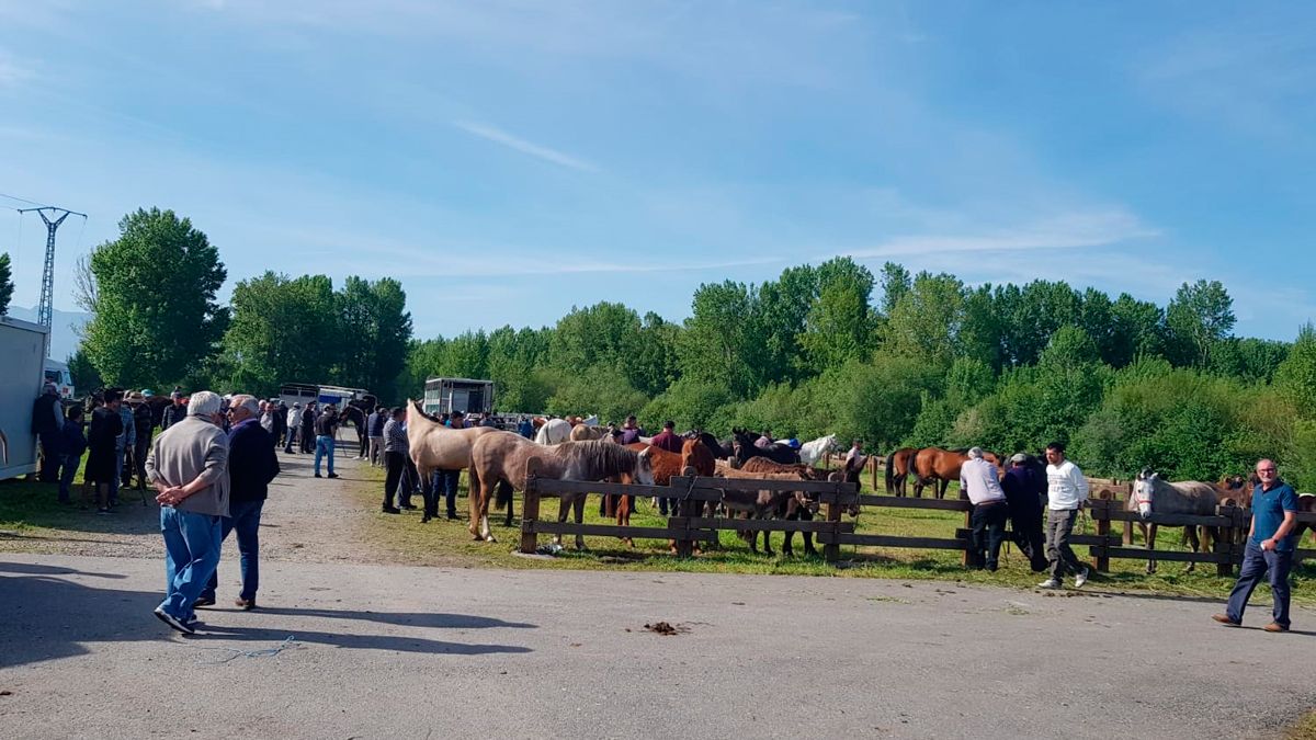 Feria equina de Cacabelos. | GONZALO