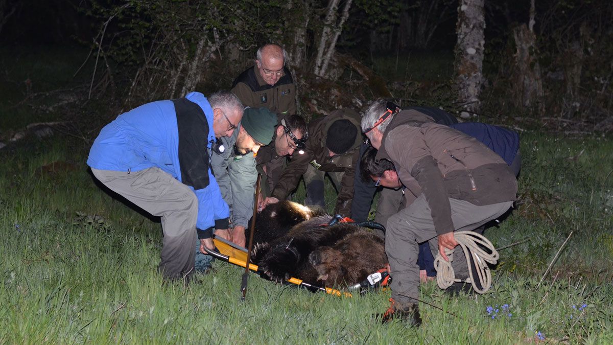 El operativo de rescate, trasladando al animal. | JCYL