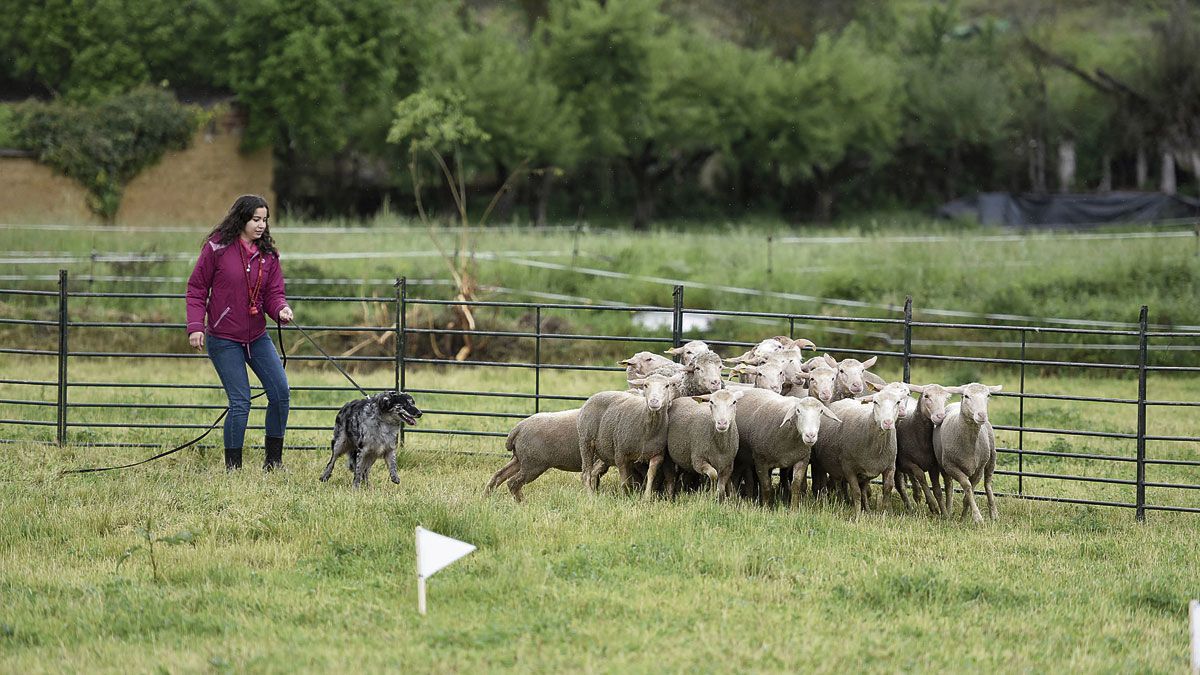 Las demostraciones de ‘dominio’ de los rebaños con perros carea son cada año una de las actividades estrella de esta Feria en Cerezales. | SAÚL ARÉN